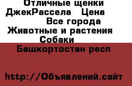 Отличные щенки ДжекРассела › Цена ­ 50 000 - Все города Животные и растения » Собаки   . Башкортостан респ.